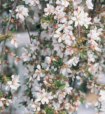 Prunus x `snow fountain` 